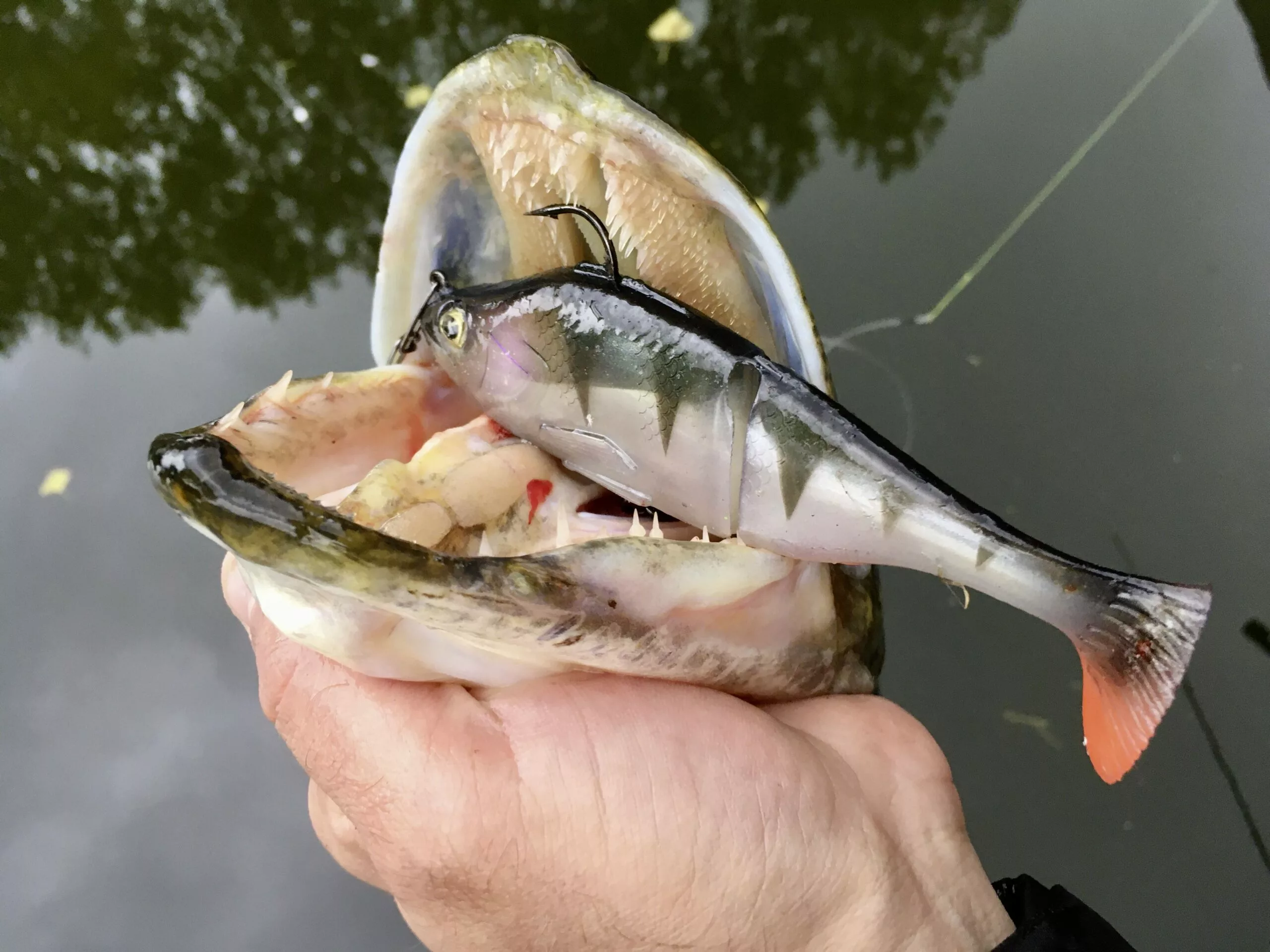 Quantum 60g 15cm Freak Of Nature SwimBait Perch Realist #2 Langzaam Zinkend - Afbeelding 3