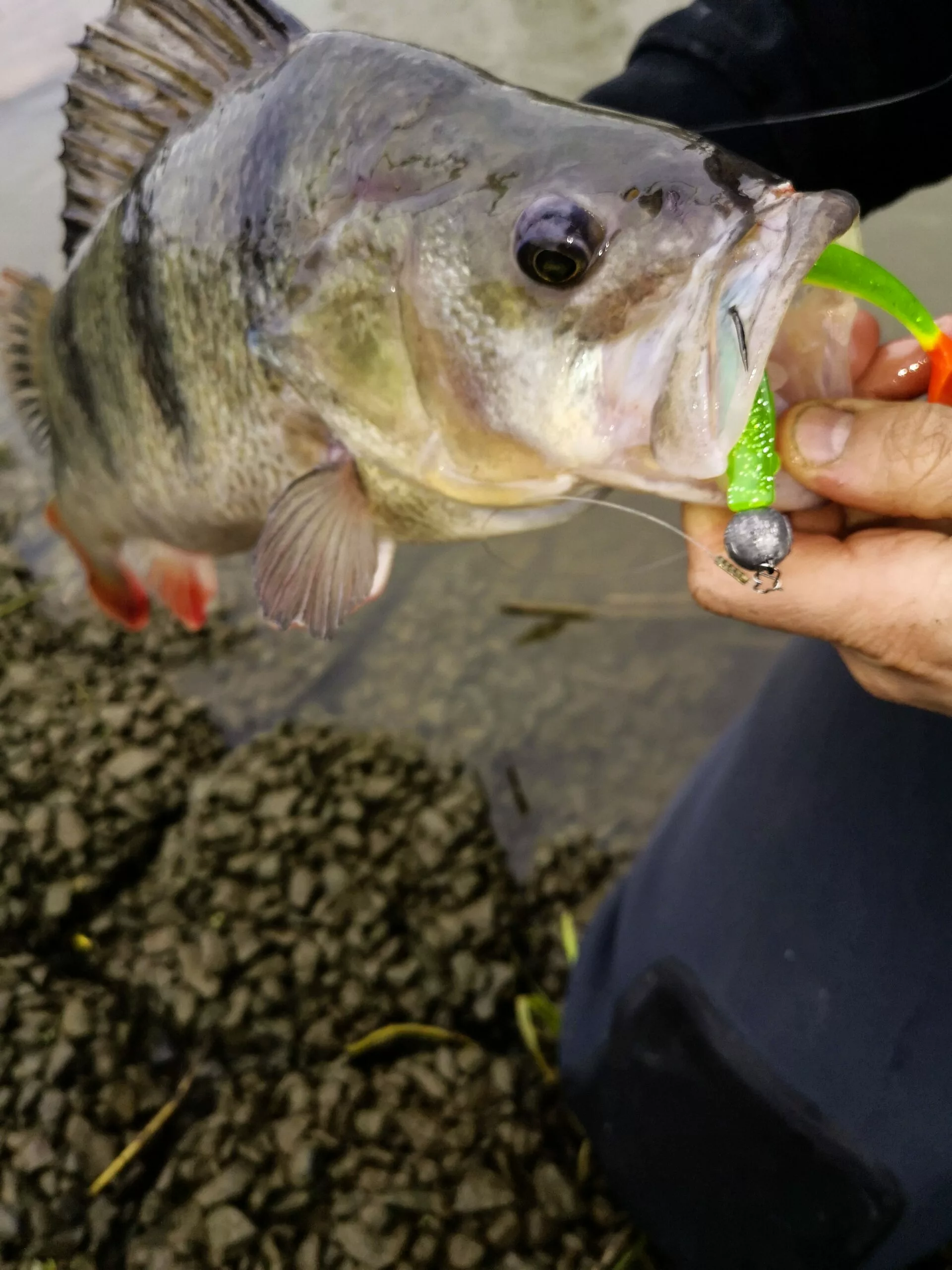 Quantum 27g 18cm Q-Paddler 18 Red Shad - Afbeelding 4