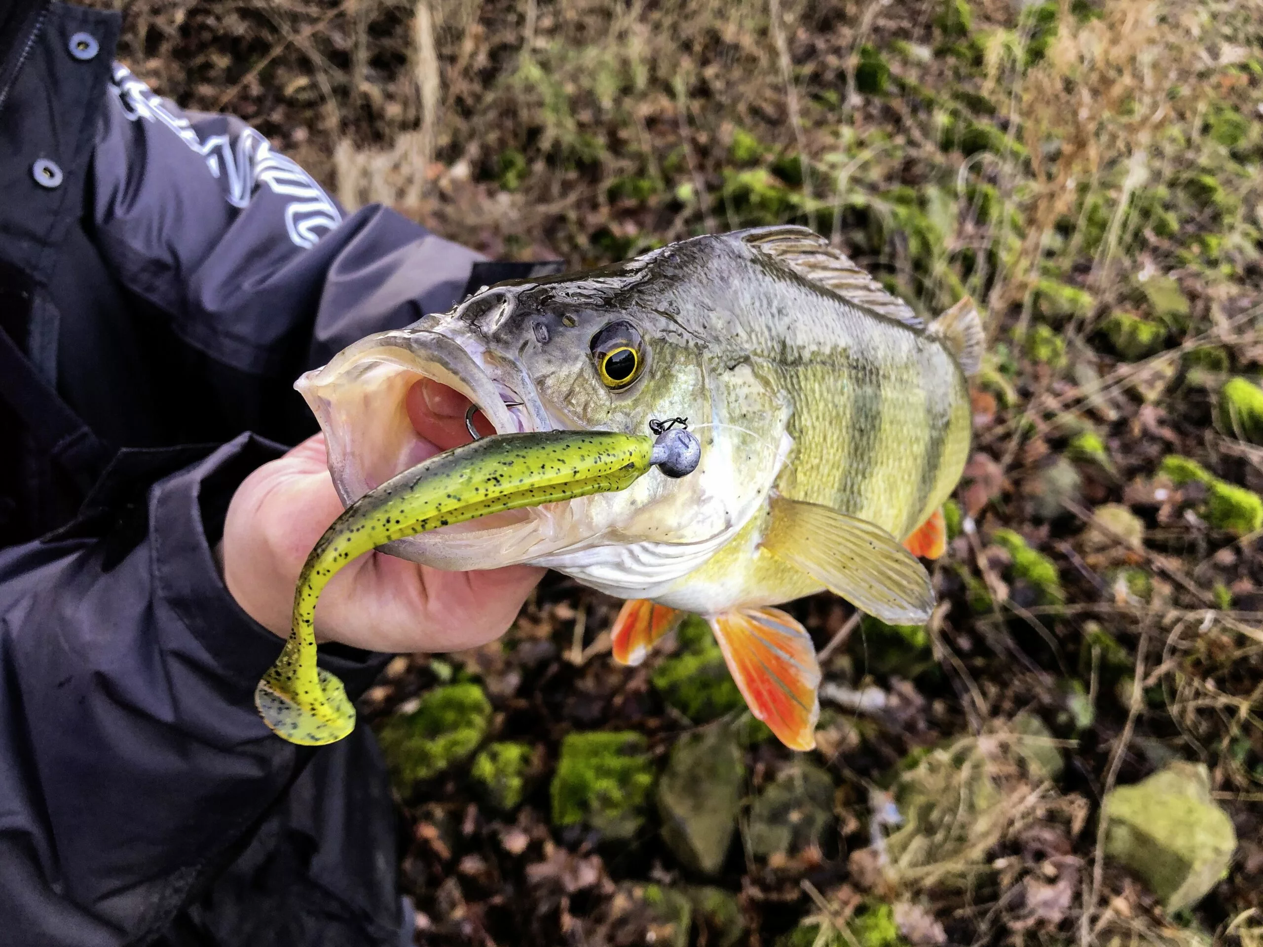 Quantum 6,10cm 4street B-Ass Shad 2.4 Ghost - Afbeelding 5