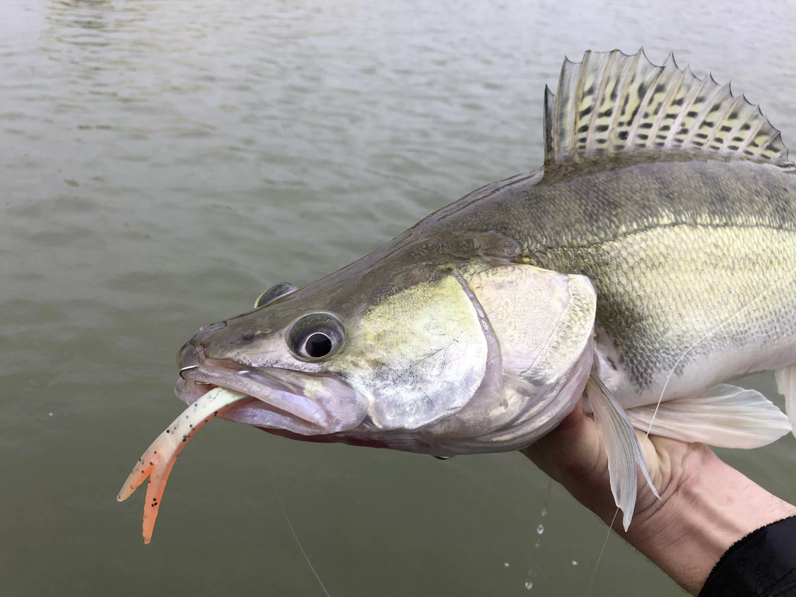 Quantum 60g 21cm Pelagic Shad Set Toxic River #1/0 - Afbeelding 4