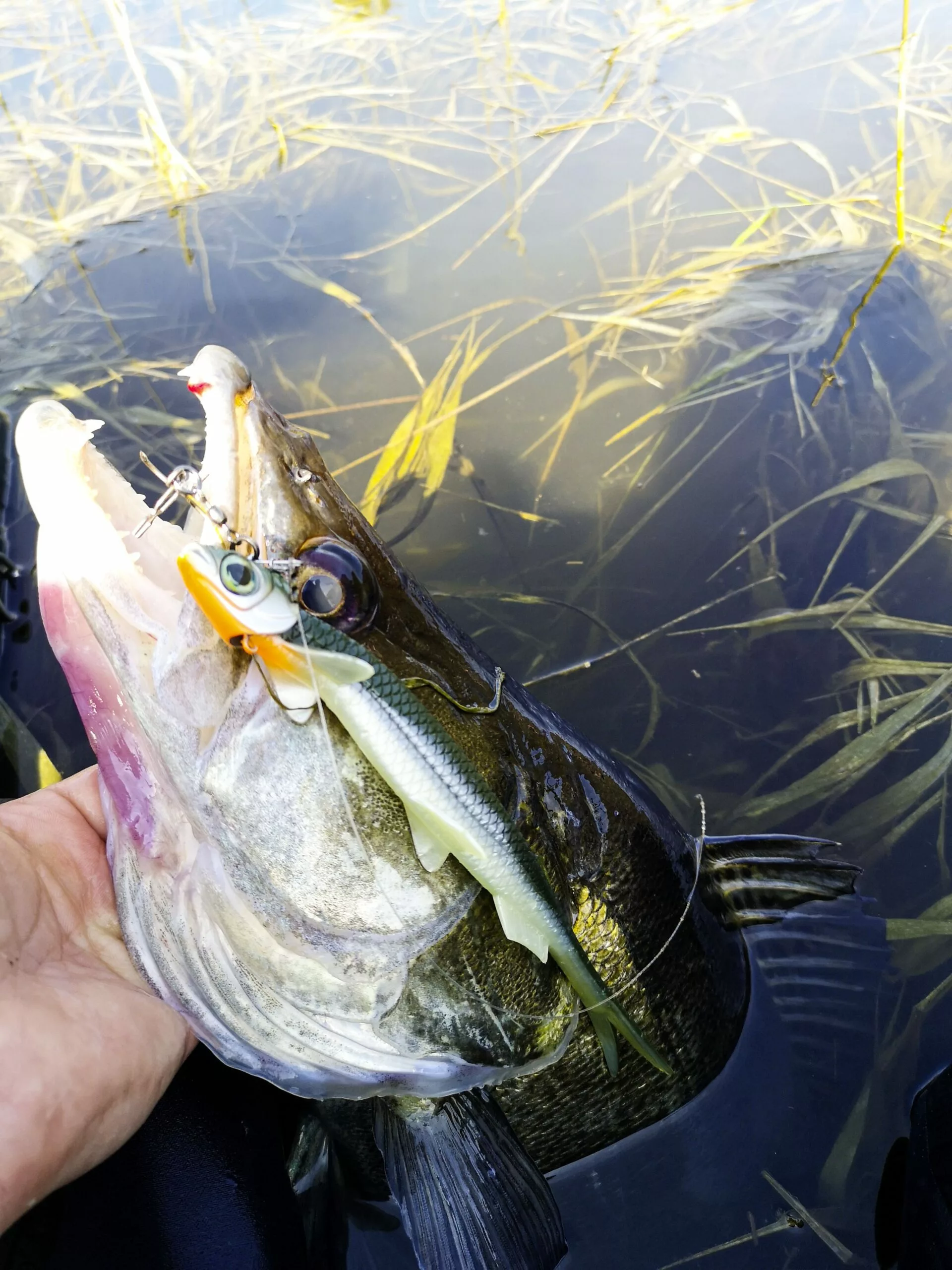 Quantum 60g 21cm Pelagic Shad Set Arkansa Shiner #1/0 - Afbeelding 6