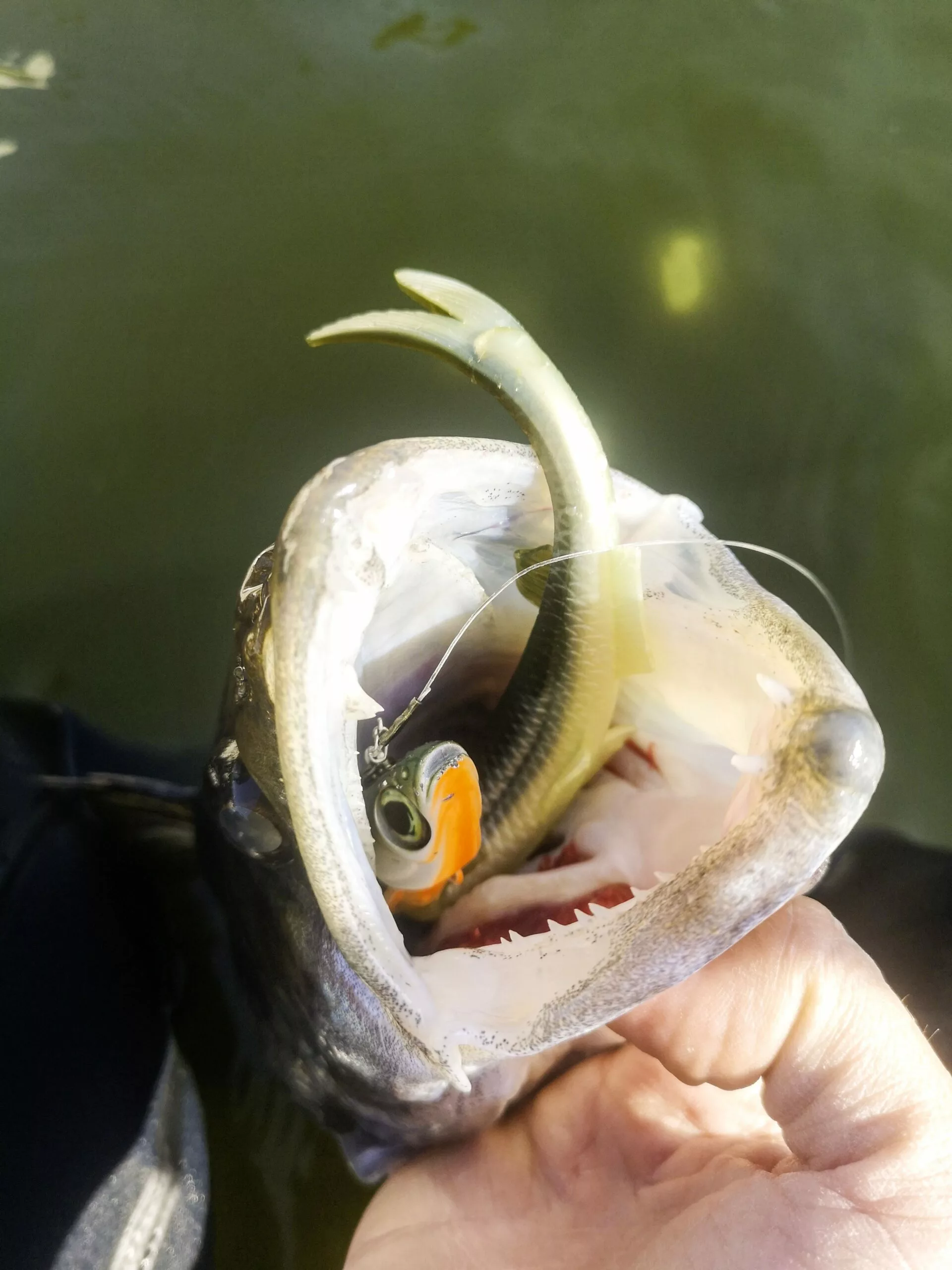 Quantum 60g 21cm Pelagic Shad Set Arkansa Shiner #1/0 - Afbeelding 7